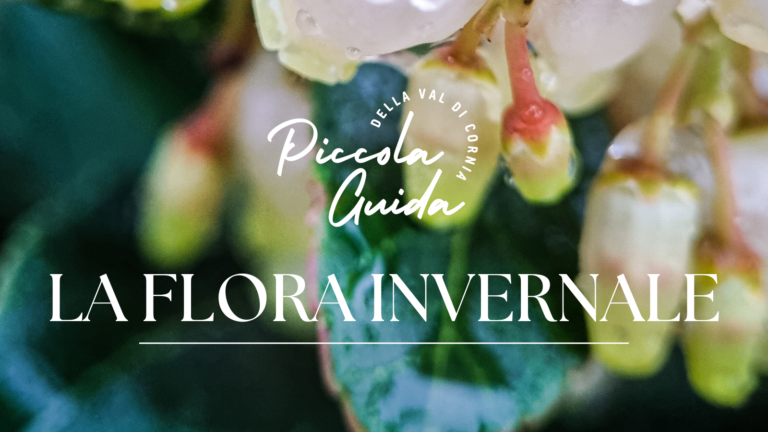Read more about the article Piccola Guida di Dicembre: La Flora Invernale